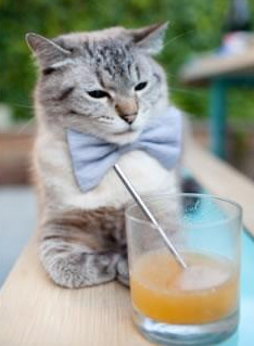 戈贝尔内线肆虐助篮网终结国王,防线崩溃显统治力