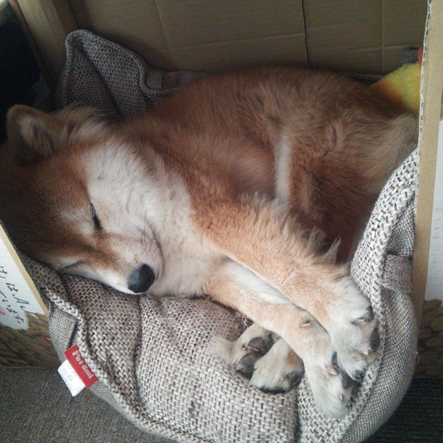 当绿茵闪电划过F1夜空，萨内如何点燃新赛季的引擎轰鸣？