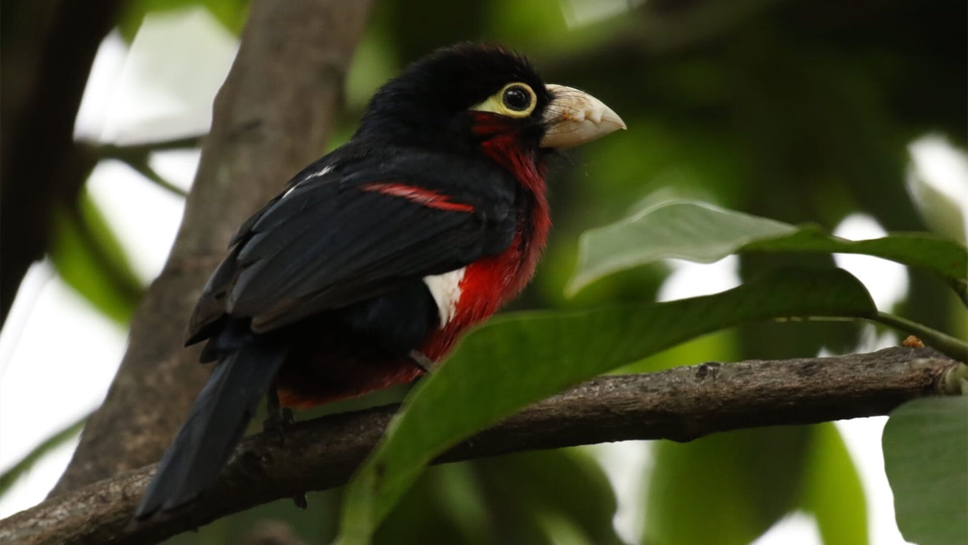 当绿茵狂飙席卷金州，黄喜灿的跨界总决赛之夜