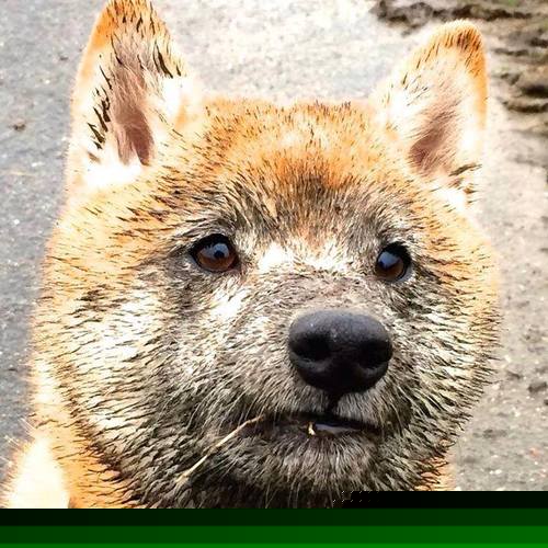 开云体育-欧冠半决赛之夜，穆勒持续制造杀伤的艺术