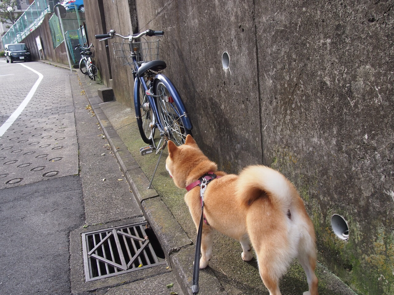 绿与紫金的交响，当爱尔兰速胜邂逅莱奥的东决封神
