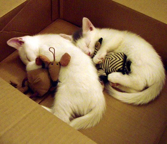 伊萨克独舞，牙买加铁幕，一场个人才华与战术纪律的完胜演绎