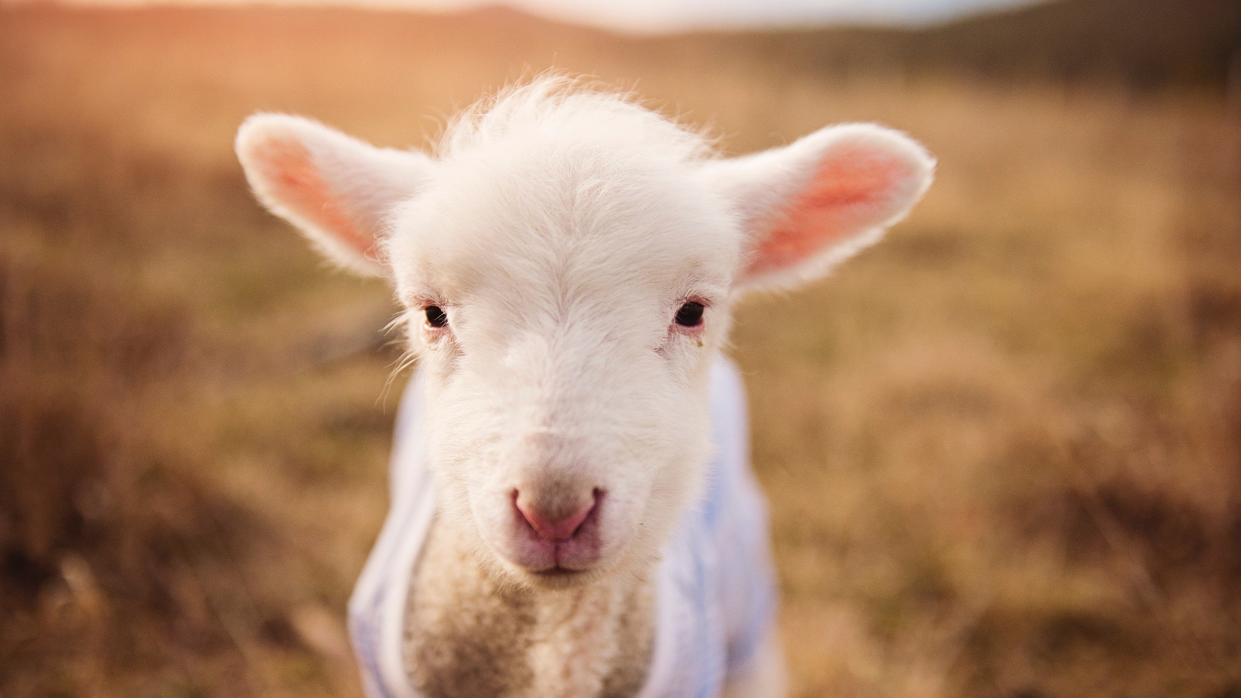 铁壁南非，门迪封神，一场定义现代防守美学的经典之战