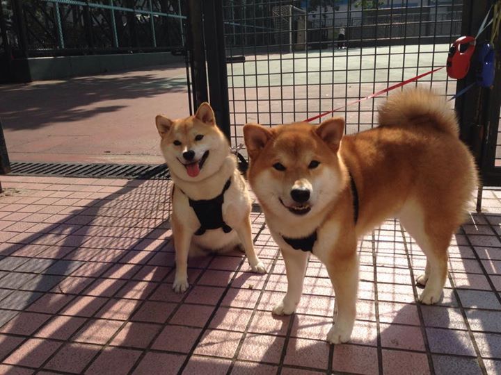 戈麦斯狂飙刺破天，北非雄狮踏平那不勒斯王城！