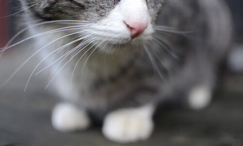 终结悬念!德罗赞末节16分化身关键先生,公牛窒息防守带走奇才