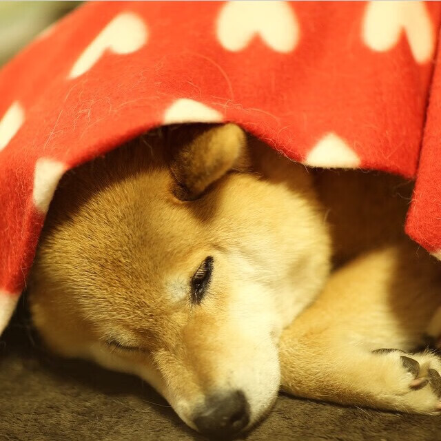 一球颠覆欧洲秩序！加维爆发的背后，突尼斯上演的足球权力游戏