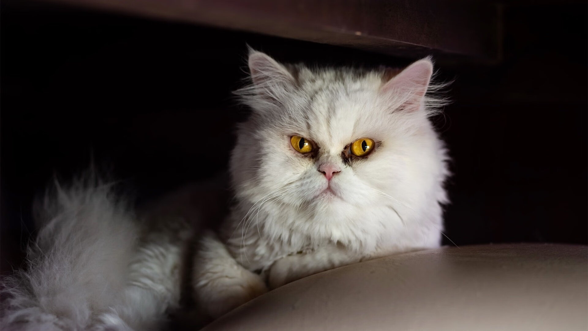 迪亚斯关键制胜,卡塔尔力克威尔士晋级之路再进一步