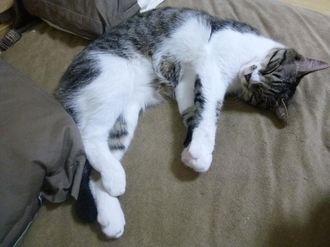 东方铁闸与欧洲血战，富安健洋如何成为亚洲足球的关键先生