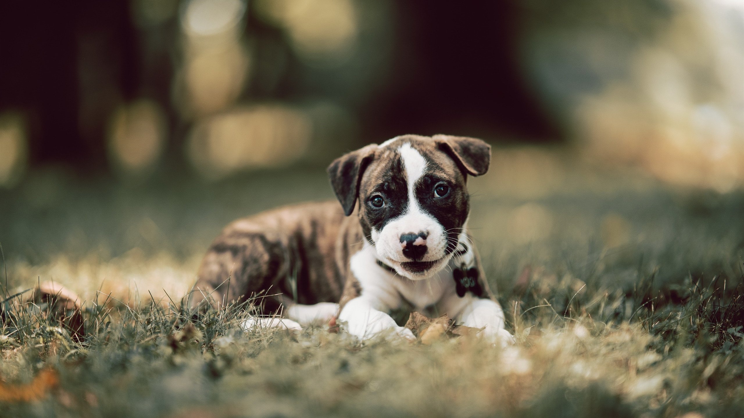 赛道轰鸣与球场心跳,当F1街道赛之夜遇见硬仗之王东契奇