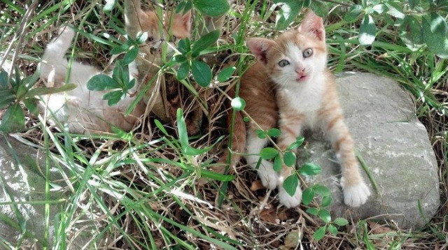 欧文37分撕裂防线！凯尔特人窒息防守让马刺仅得89分