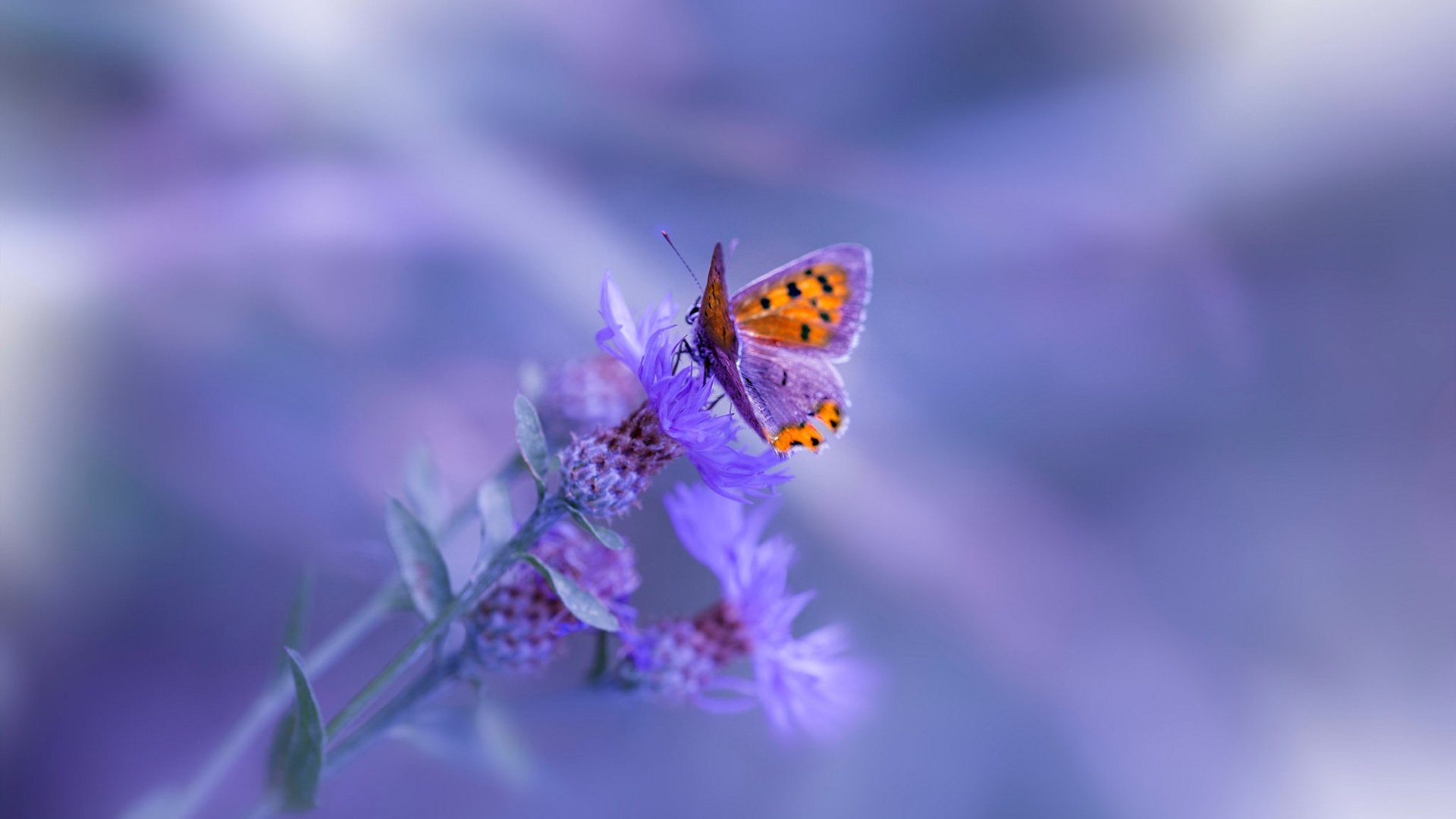 绿茵场与硬木地板的争冠交响曲，德甲焦点战与雄鹿速胜背后的胜负哲学