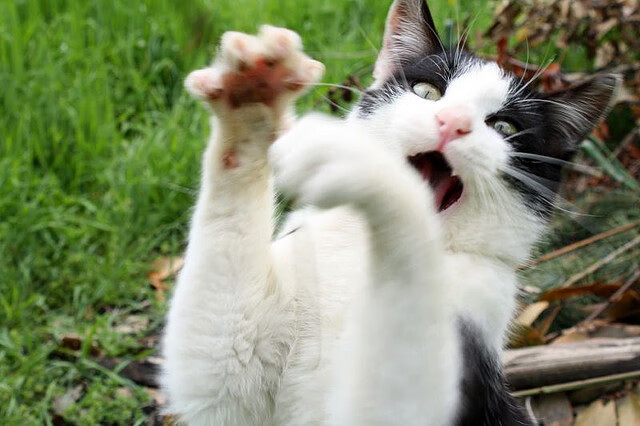 亚洲之光刺破傲慢，阿拉巴的怒吼与日本足球的黎明