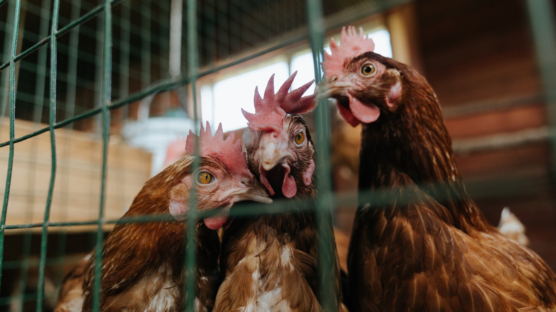 哈利伯顿烈焰灼湖，当新生代控卫的野火蔓延至传统豪门的疆界