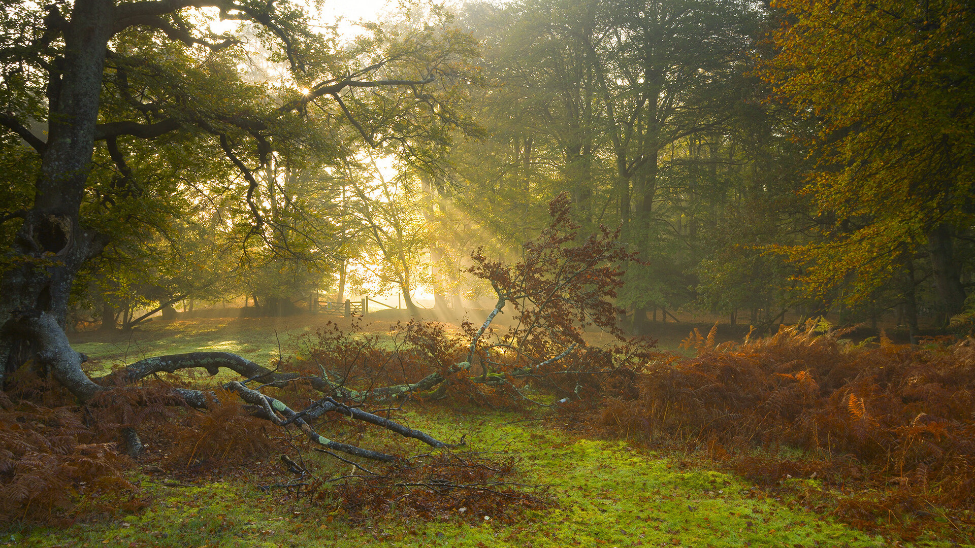 亚特兰大窒息式进攻摧垮格子军团，奥斯梅恩一锤定音成胜负手