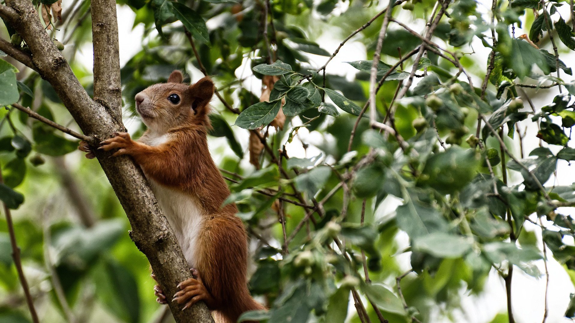 平行决战,当德甲争冠战场的呐喊与雄鹿生死战的血性在同一个清晨回响