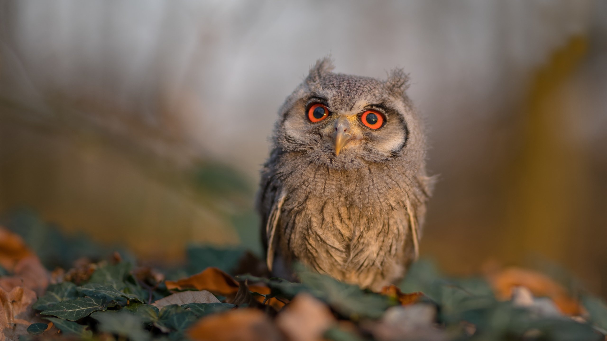 莱奥的独角戏,英格兰防线在AC米兰风暴中崩塌