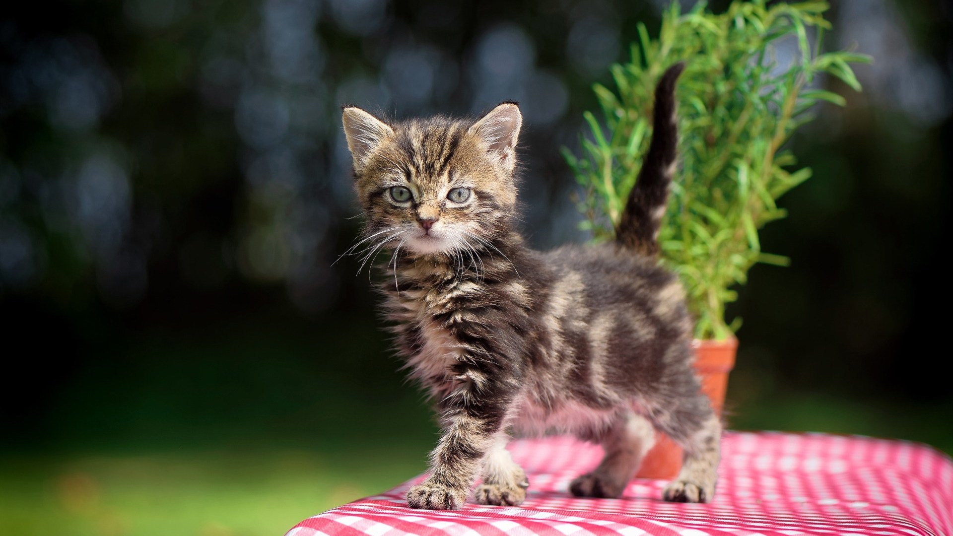 布克狂飙40分主宰全场,老鹰团队篮球正面击溃活塞