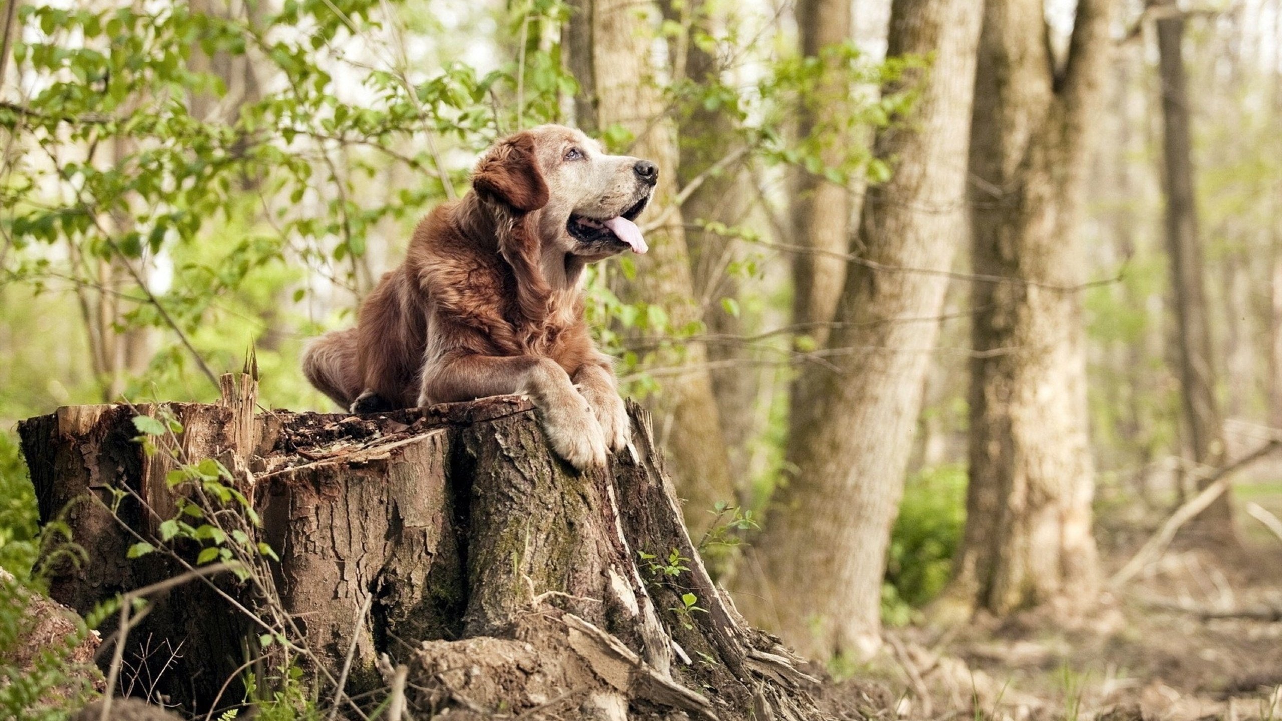 开云体育官方网站-蒂亚戈传射导演逆转好戏，土耳其冷风劲吹掀翻非洲雄鹰