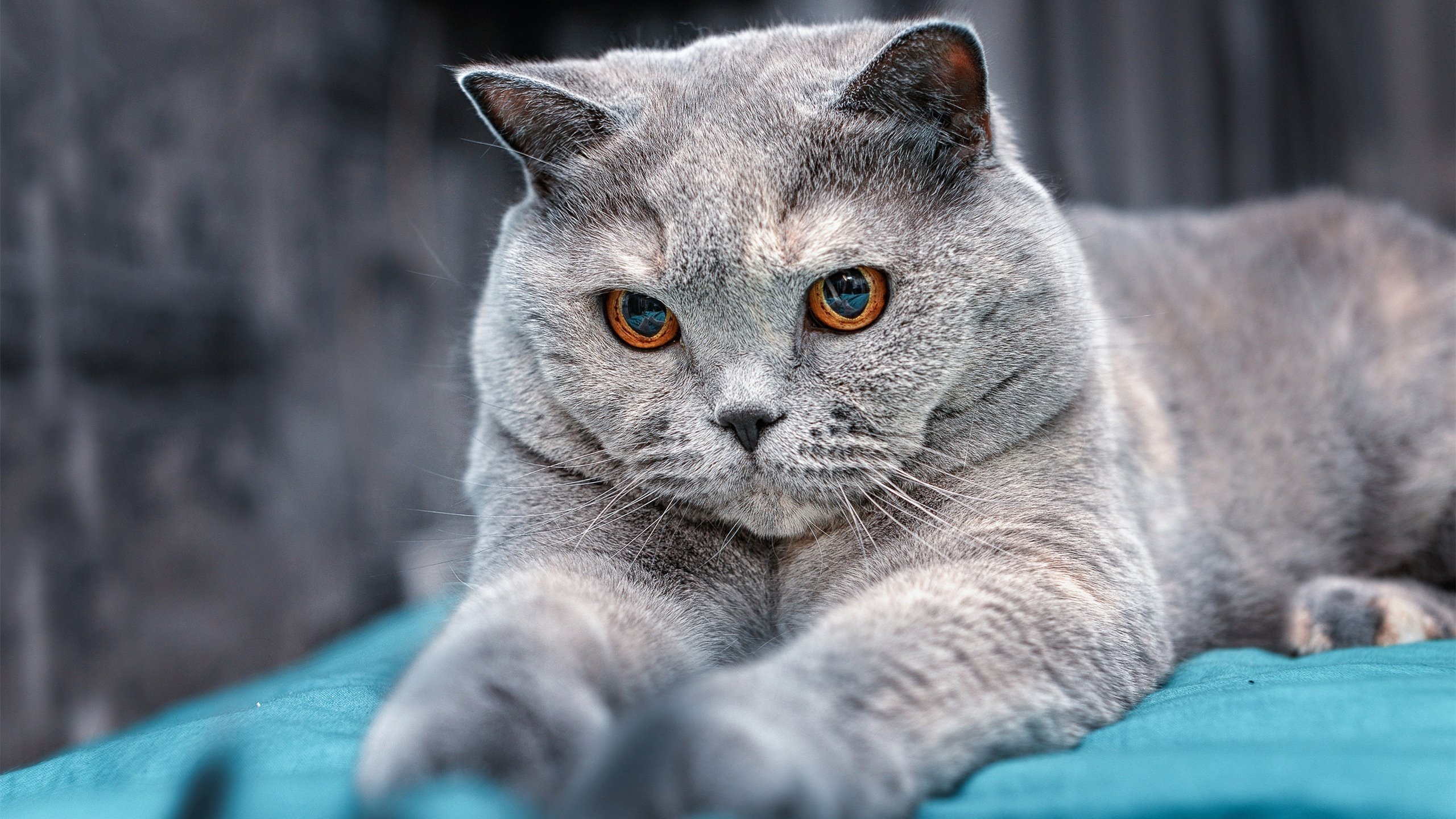 山西队力克上海队，杰伦格林狂砍52分刷新纪录创历史