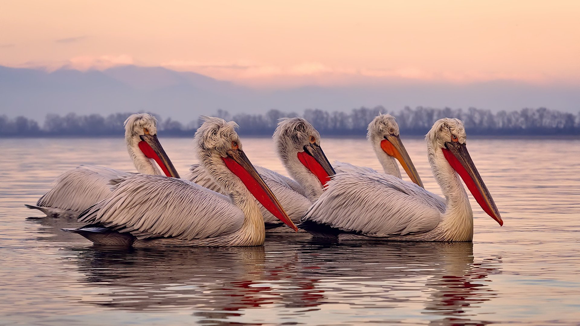 速度与激情的交响，F1新赛季揭幕战焦点战，新西兰足球险胜秘鲁添彩