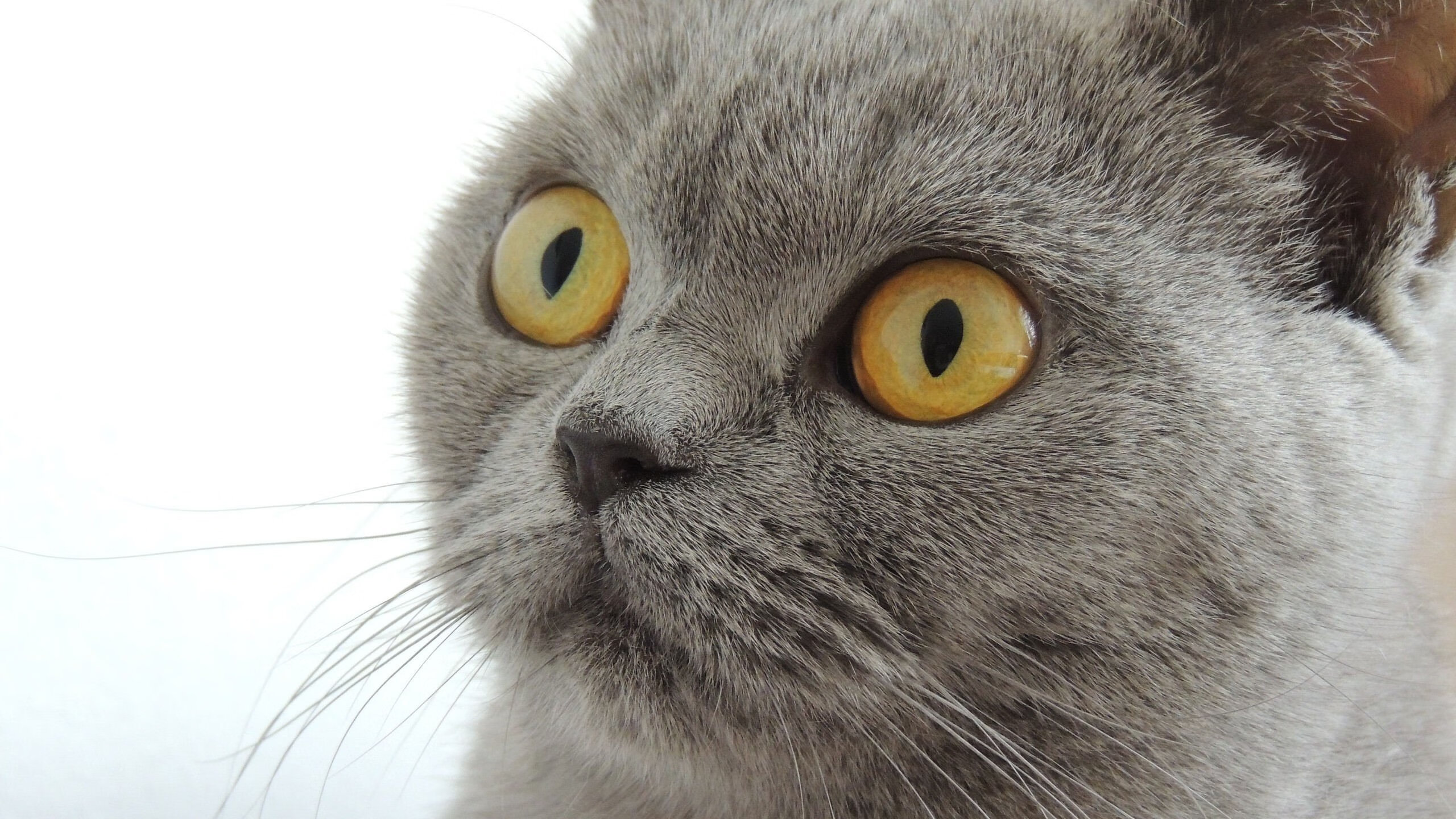 开云体育下载-当安哥拉打穿利物浦，伊萨克在德比中加冕，现代足球的战术寓言与个人英雄主义