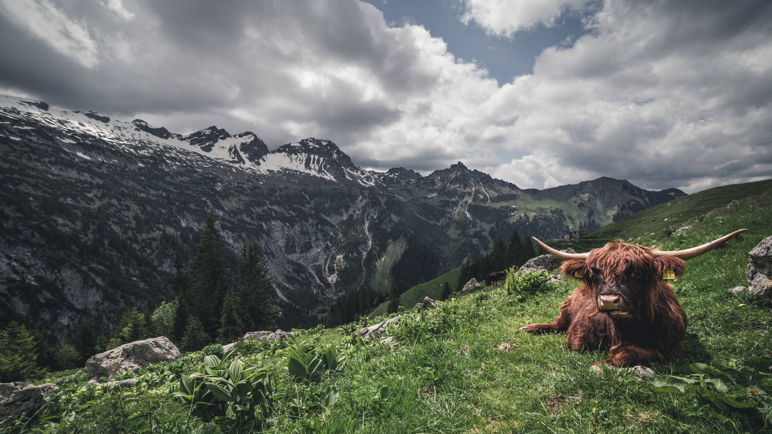 意甲焦点战之夜，锡安，大场面先生降世