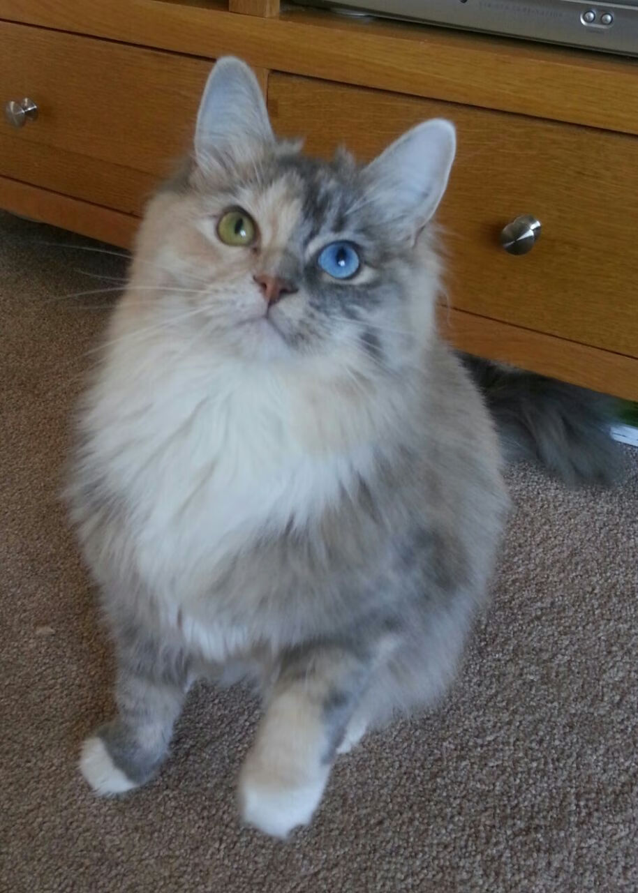 绿茵场上的双重变奏，救赎与血性