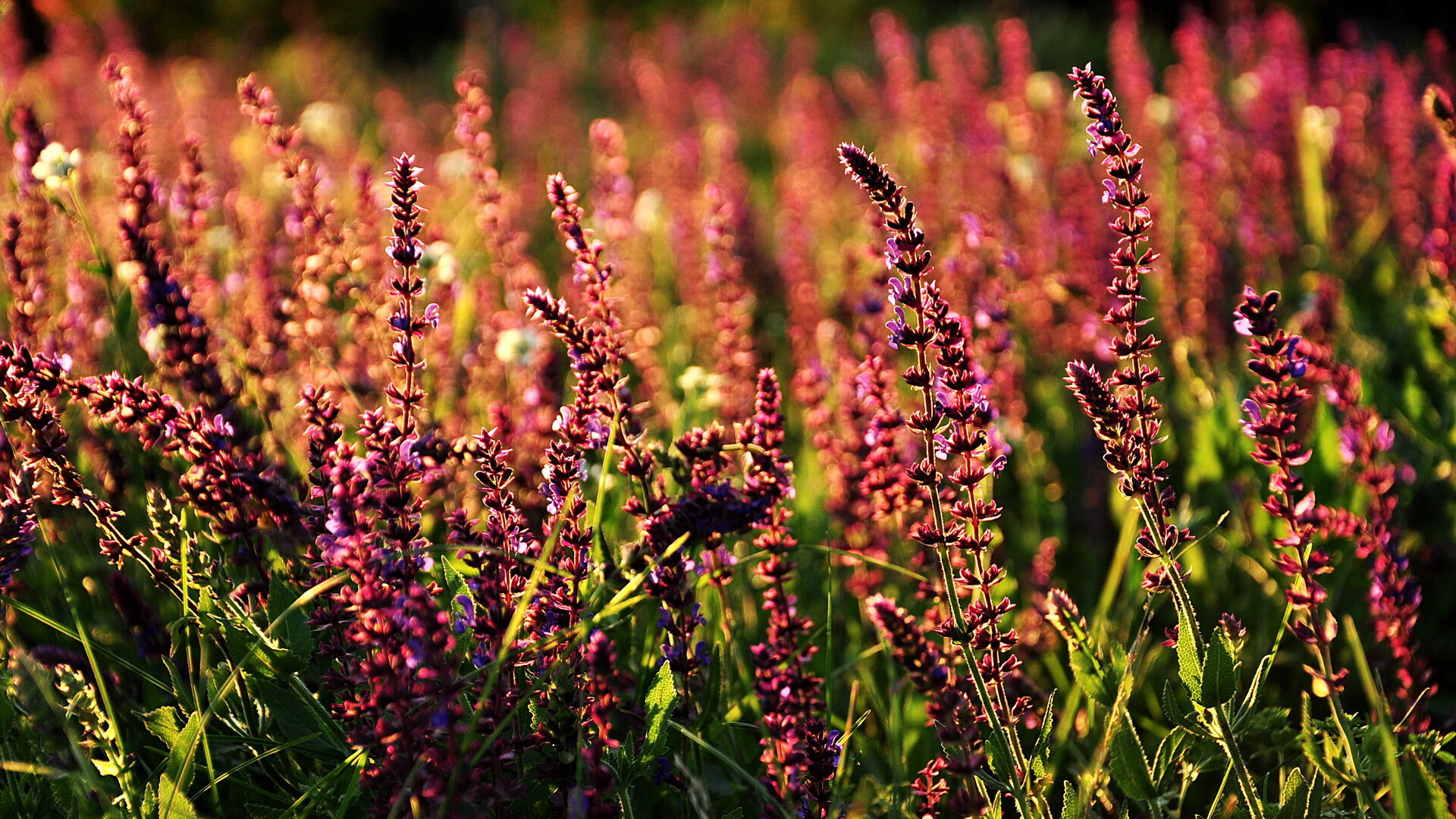 开云体育在线-卢卡库爆发背后，莱比锡生死战取胜与来自南非的神秘呼唤