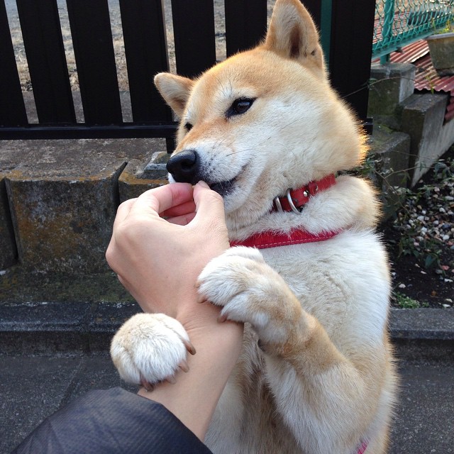 竞速与绿茵的交响，当F1揭幕战遇上喀麦隆风暴