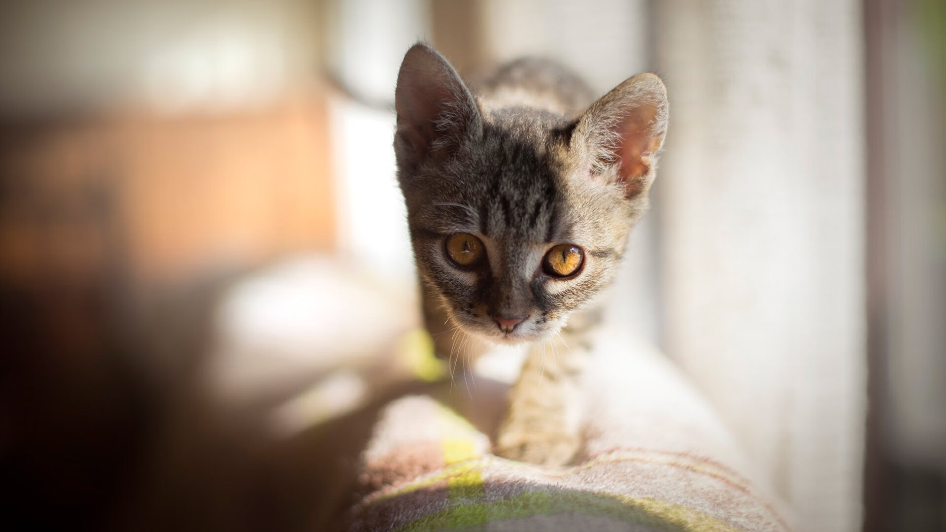 东决关键战焦点战,牙买加碾压比利时的体育启示