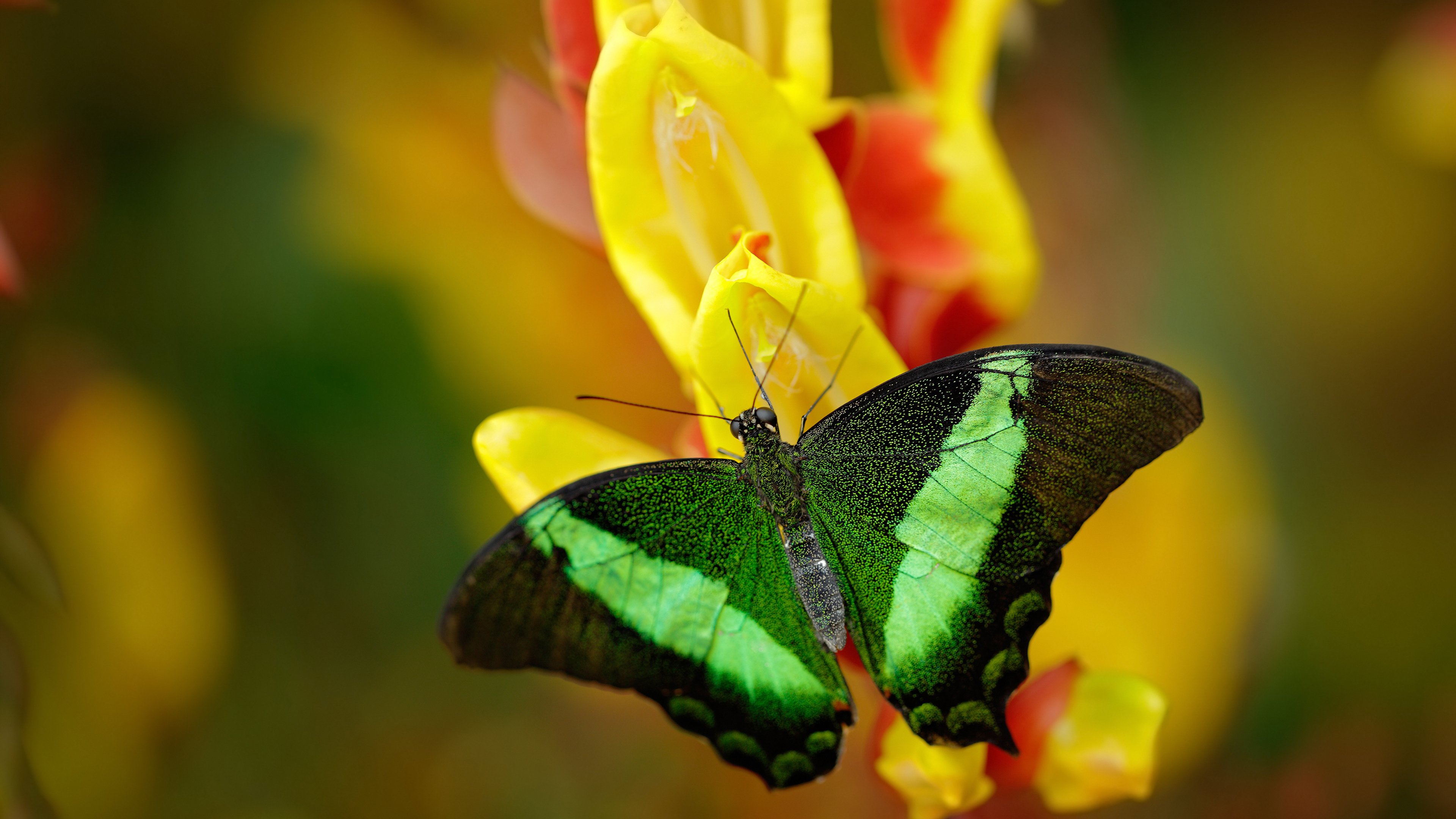 新王当立！切特惊世封盖+致命三分，鏖战黄蜂一战封神